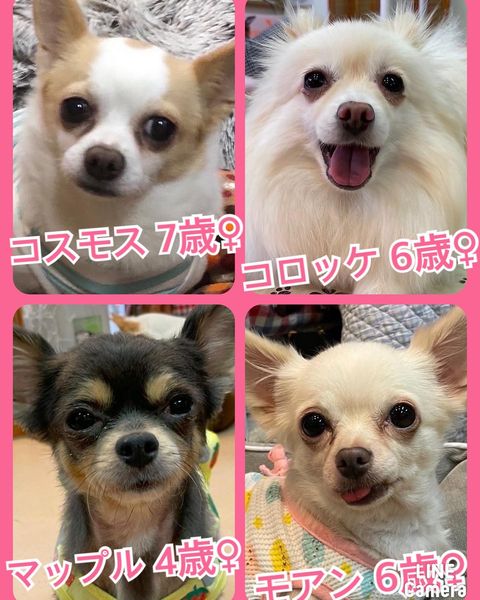 🐾今日の里親様募集中ワンコ🐶メンバーです🐾2022,10,17【保護犬カフェ天神橋店】